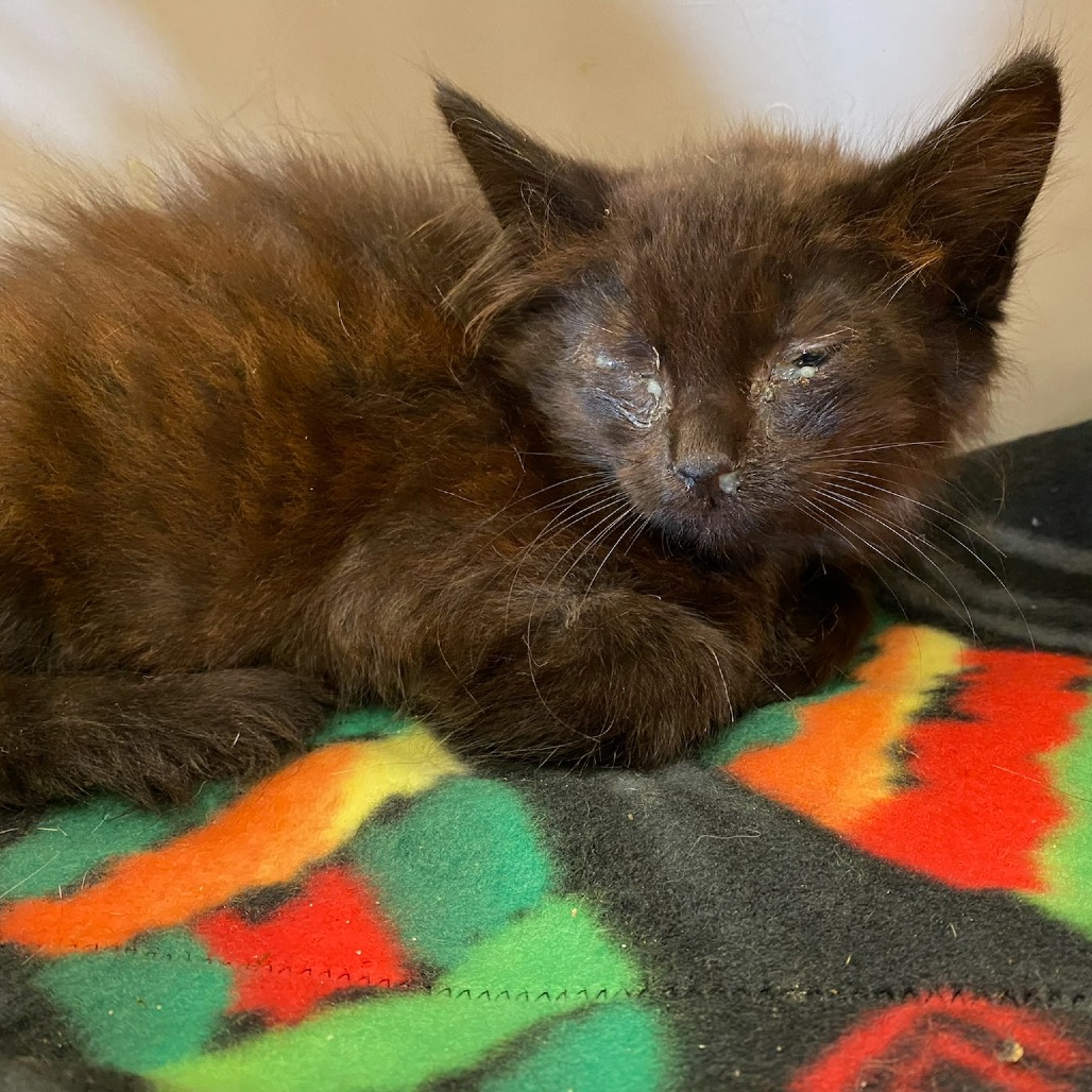 Shelter Stray Male Cat last seen , 2350 Appling City Cove, Memphis, TN 38133, USA