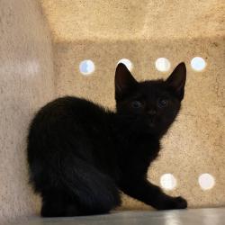 Shelter Stray Male Cat last seen , 2350 Appling City Cove, Memphis, TN 38133, USA