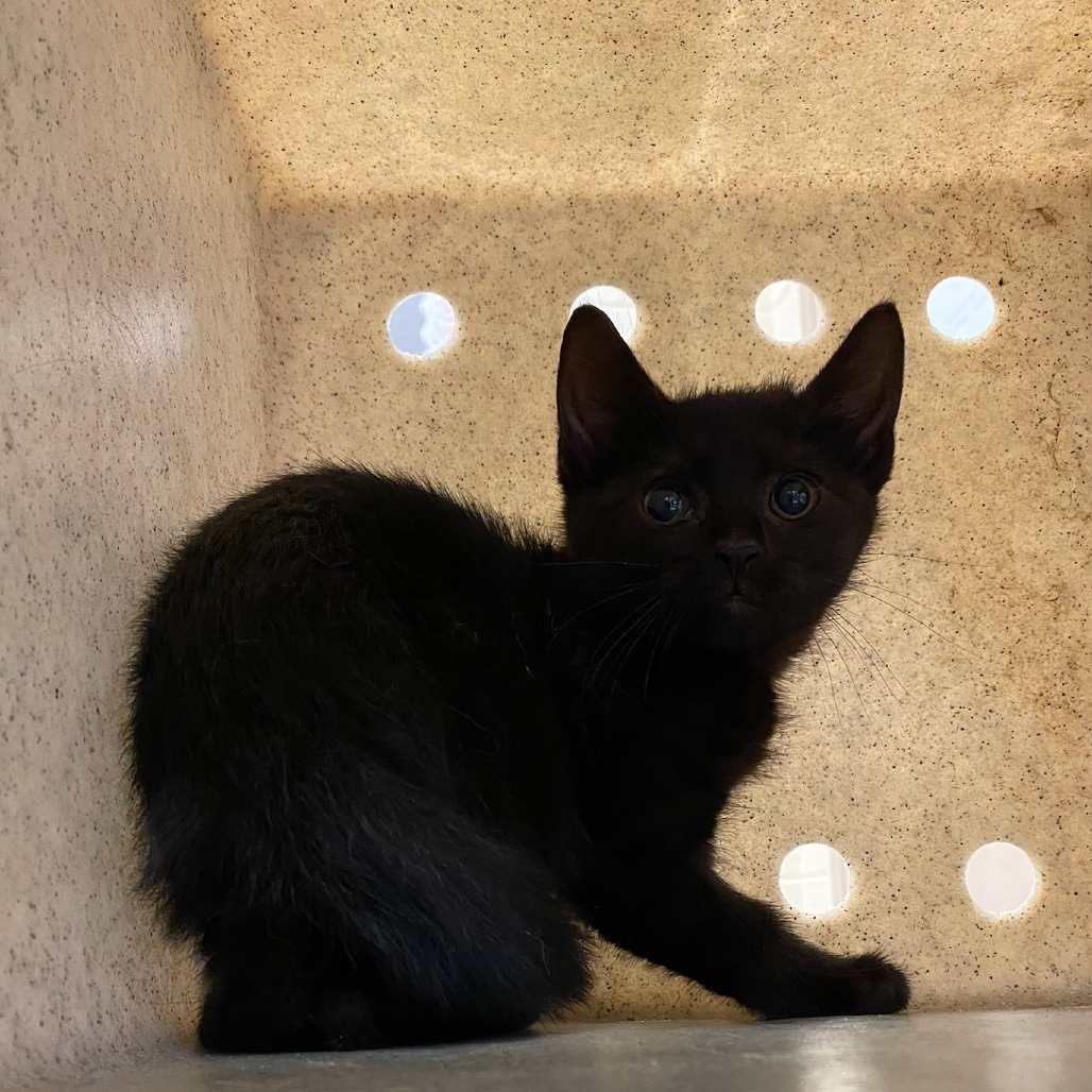 Shelter Stray Male Cat last seen , 2350 Appling City Cove, Memphis, TN 38133, USA