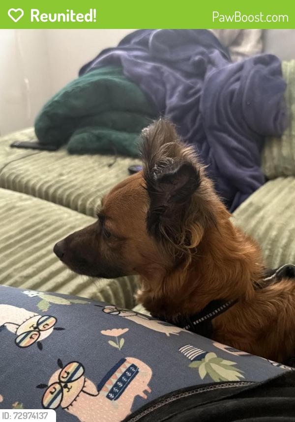 Reunited Male Dog last seen Old main st and polk, New Port Richey, FL 34653