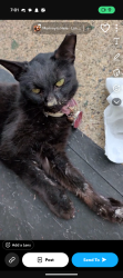 Found/Stray Female Cat last seen Near ashley street Philadelphia pa, Philadelphia, PA 19126