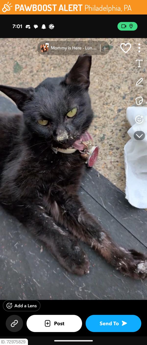 Found/Stray Female Cat last seen Near ashley street Philadelphia pa, Philadelphia, PA 19126