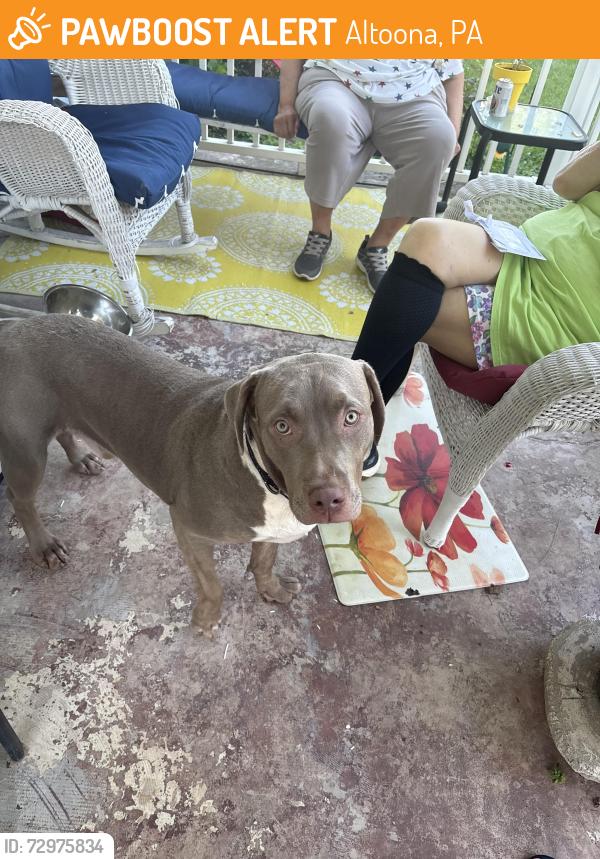 Found/Stray Male Dog last seen Greenwood Road Altoona PA, Altoona, PA 16602