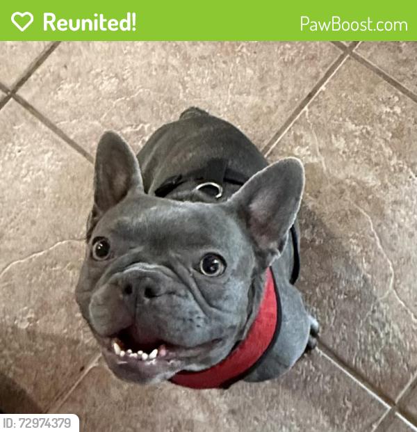Reunited Female Dog last seen Pyle and  lemon thyme st , Las Vegas, NV 89183