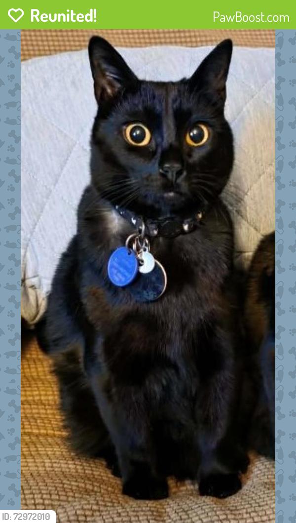 Reunited Male Cat last seen Village Drive near Vail Rd., Rainier, WA 98576