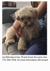Lost Female Dog last seen Near y wood , Chicago, IL 60620