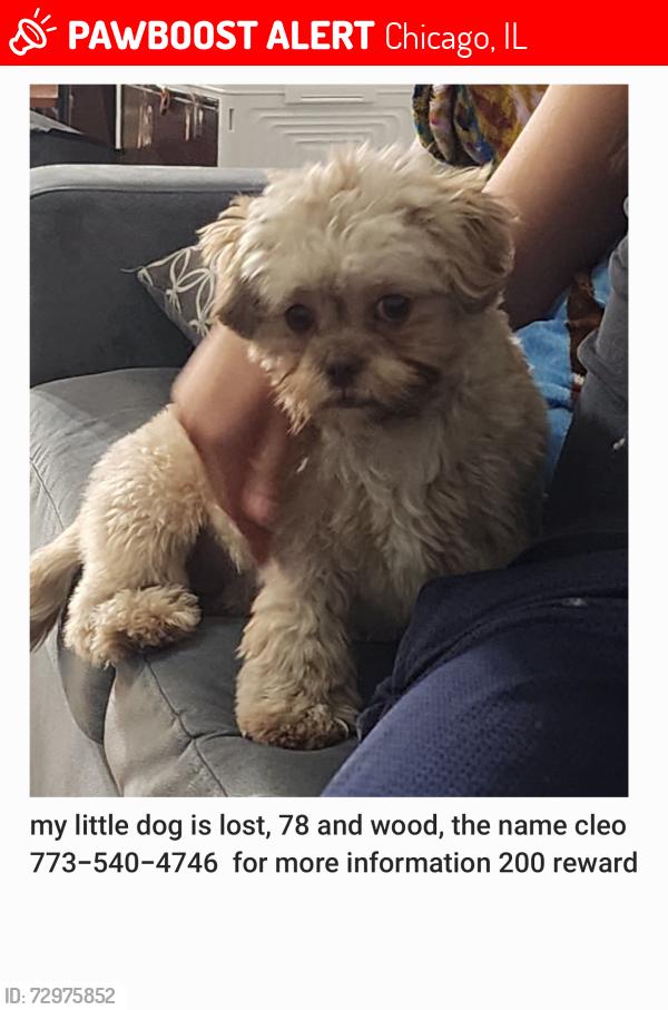 Lost Female Dog last seen Near y wood , Chicago, IL 60620