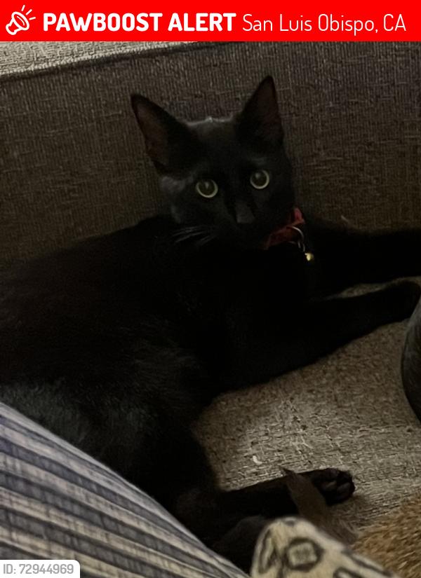 Lost Male Cat last seen Highland St, San Luis Obispo, CA 93405