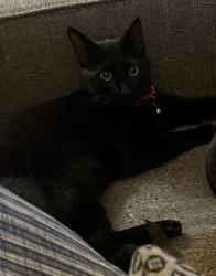 Lost Male Cat last seen Highland St, San Luis Obispo, CA 93405