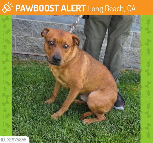 Found/Stray Male Dog last seen Near Santa Fe Ave, Long Beach, CA 90810, Long Beach, CA 90810