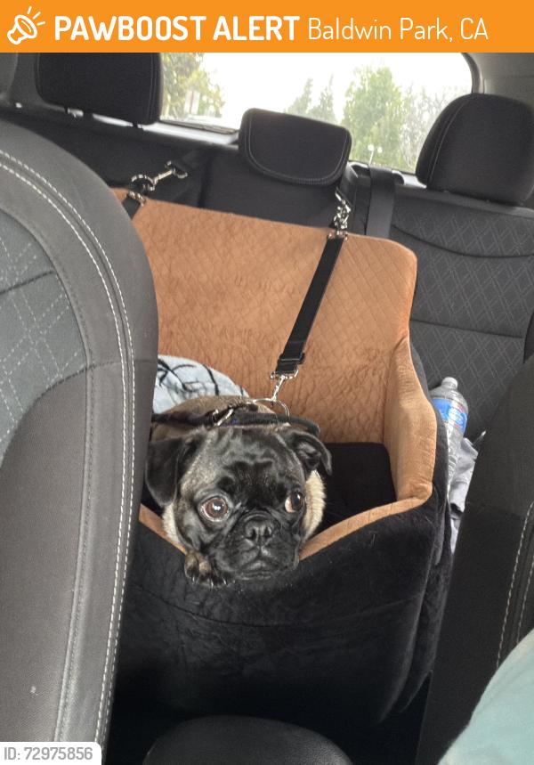 Found/Stray Female Dog last seen Dunia st & baldwin Park Blvd, Baldwin Park, CA 91706