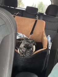 Found/Stray Female Dog last seen Dunia st & baldwin Park Blvd, Baldwin Park, CA 91706