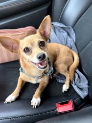 Reunited Male Dog last seen Unknown, New Orleans, LA 70112
