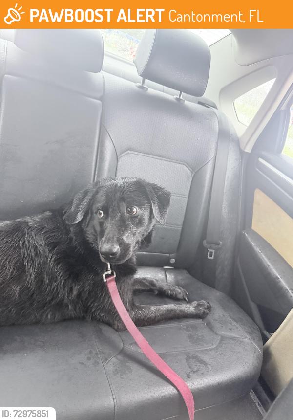 Found/Stray Female Dog last seen Pensacola First Church of Nazarene, Cantonment, FL 32533
