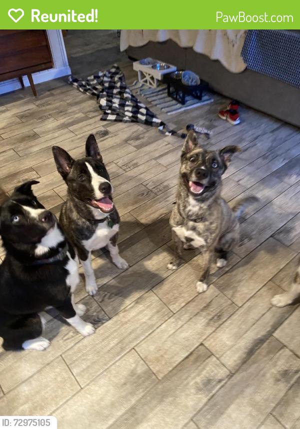 Reunited Female Dog last seen Near Sandy Ln, Warwick, RI 02889, USA, Warwick, RI 02889