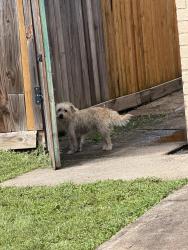 Found/Stray Unknown Dog last seen Near, Houston, TX 77091