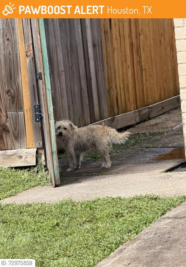 Found/Stray Unknown Dog last seen Near, Houston, TX 77091