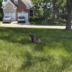 Found/Stray Unknown Cat last seen Kavanaugh Lane, Lexington, KY 40509