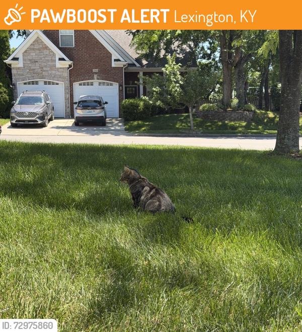 Found/Stray Unknown Cat last seen Kavanaugh Lane, Lexington, KY 40509