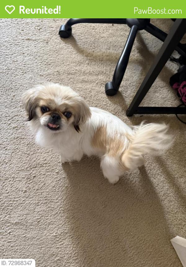 Reunited Female Dog last seen Highway 74 and greenwald ave, Perris, CA 92570