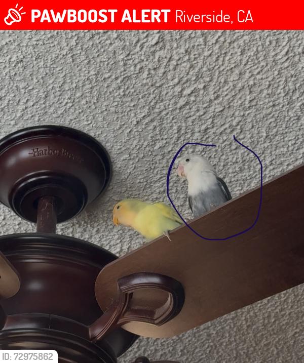 Lost Male Bird last seen Near Somerset dr , Riverside, CA 92507