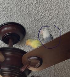 Lost Male Bird last seen Near Somerset dr , Riverside, CA 92507