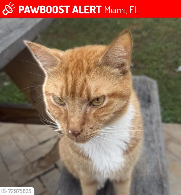 Lost Male Cat last seen San José Development, Miami, FL 33196