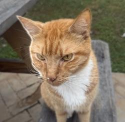 Lost Male Cat last seen San José Development, Miami, FL 33196