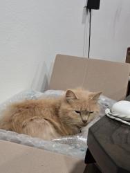 Lost Female Cat last seen 88th st, Vancouver, WA 98682