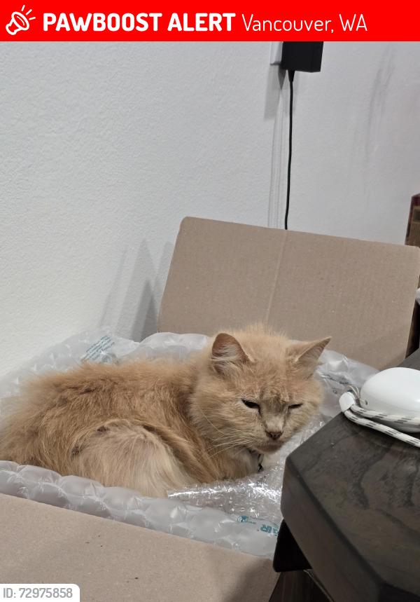 Lost Female Cat last seen 88th st, Vancouver, WA 98682