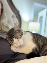 Reunited Male Cat last seen Ashley Brook court and Waldo rood, Cary, NC 27513