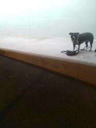 Lost Female Dog last seen craycroft/speedway, Tucson, AZ 85712