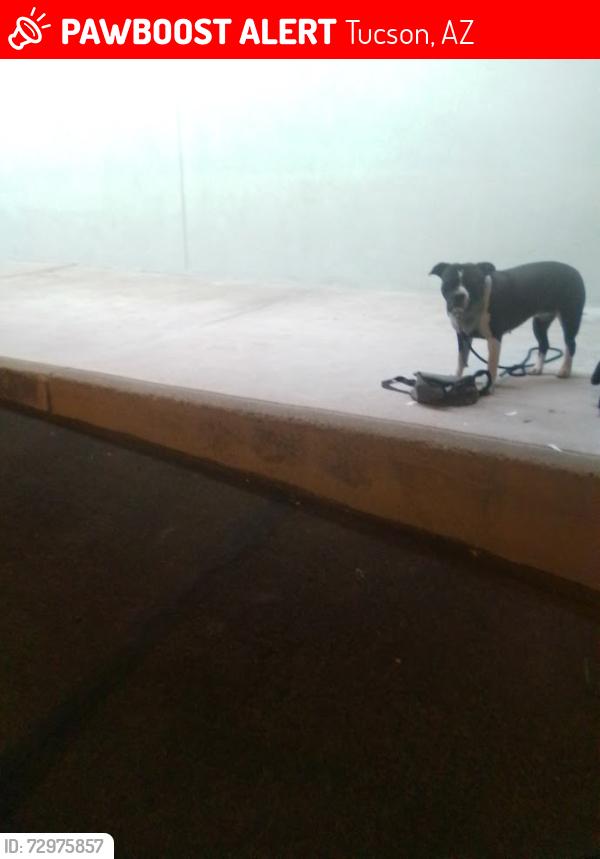 Lost Female Dog last seen craycroft/speedway, Tucson, AZ 85712