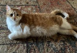 Lost Male Cat last seen Laporte Ave & N Sunset St, Fort Collins, CO 80521