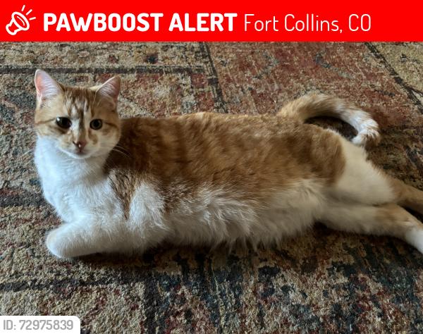 Lost Male Cat last seen Laporte Ave & N Sunset St, Fort Collins, CO 80521