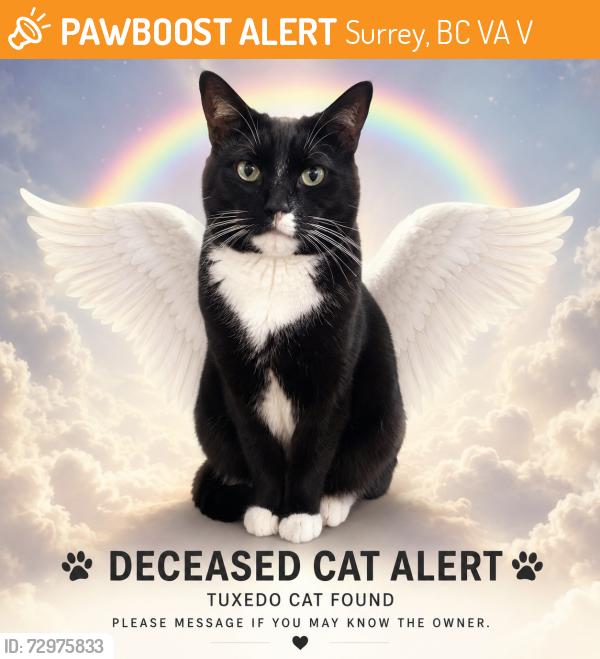 Found/Stray Unknown Cat last seen Near St & 24 Ave, Surrey, BC , Surrey, BC V4A 9V5