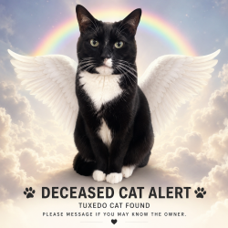 Found/Stray Unknown Cat last seen Near St & 24 Ave, Surrey, BC , Surrey, BC V4A 9V5