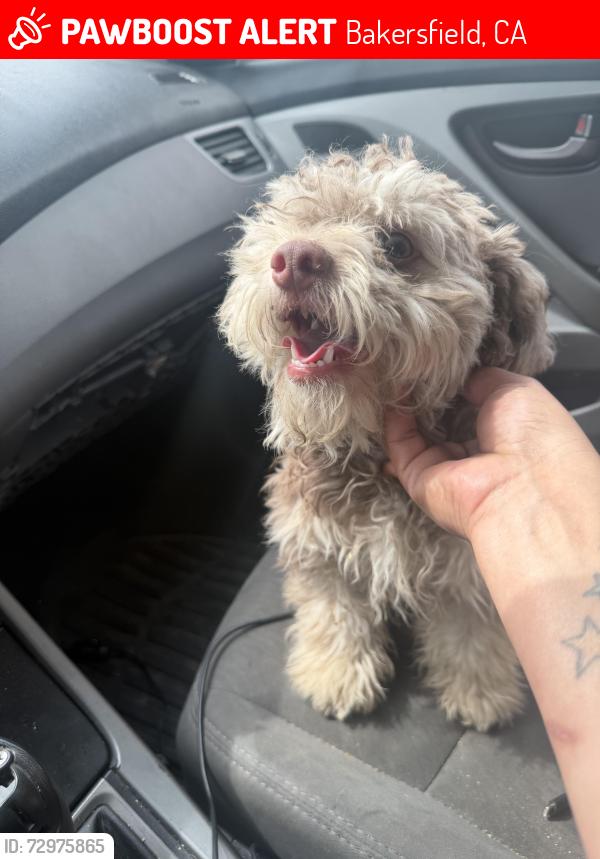 Lost Male Dog last seen Auburn st , Bakersfield, CA 93306