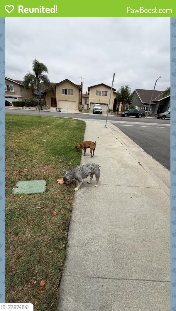 Reunited Male Dog last seen Rosario Ave, Cypress, CA 90630, USA, Cypress, CA 90630
