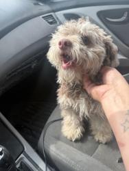 Lost Male Dog last seen Auburn st , Bakersfield, CA 93306