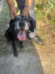 Found/Stray Female Dog last seen Near Woodcote Dr , Winston-Salem, NC 27107