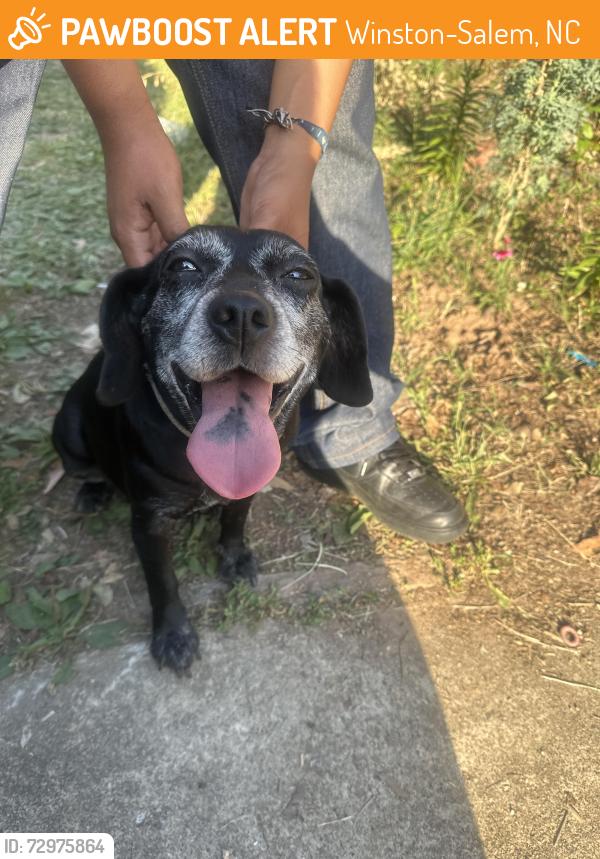 Found/Stray Female Dog last seen Near Woodcote Dr , Winston-Salem, NC 27107
