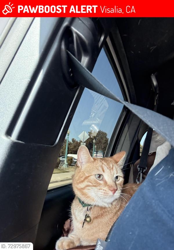 Lost Male Cat last seen Pinkham park, Visalia, CA 93292