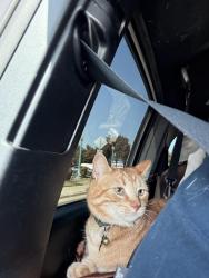 Lost Male Cat last seen Pinkham park, Visalia, CA 93292