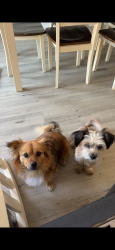 Reunited Male Dog last seen Canyon Hill Drive and Via Vista, Riverside, CA 92506