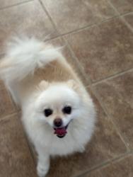 Reunited Male Dog last seen N Shady Ct and W Wren Ave, Visalia, CA 93291