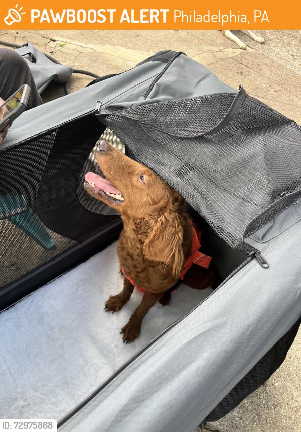 Surrendered Female Dog last seen Near Thomas Avenue , Philadelphia, PA 19143