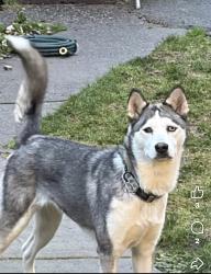 Lost Female Dog last seen Wapato park , Tacoma, WA 98408