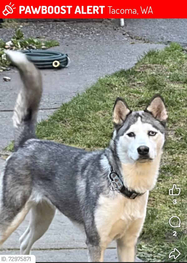 Lost Female Dog last seen Wapato park , Tacoma, WA 98408