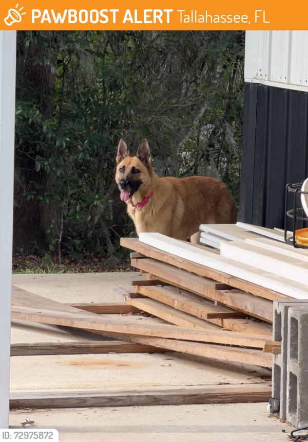 Found/Stray Female Dog last seen Buck Lake Rd area, Tallahassee, FL 32317